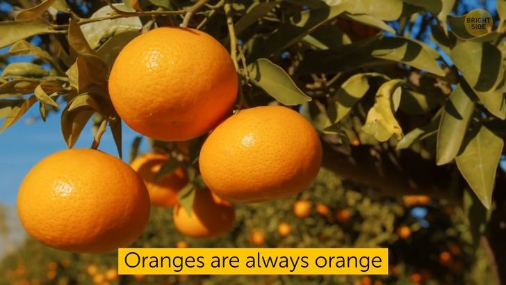 پرتقال ها فقط نارنجی اند