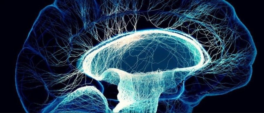  واقعا مرکز خودآگاهی در مغز کدام بخش است؟ ما ممکن است پیدایش کرده باشیم