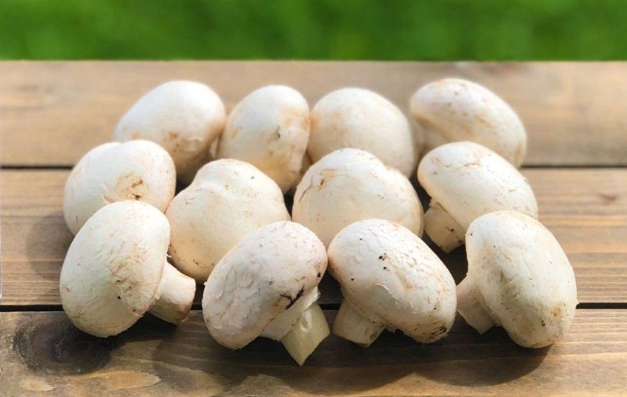 قارچ دکمه‌ای یا قارچ سفید (White mushroom)
