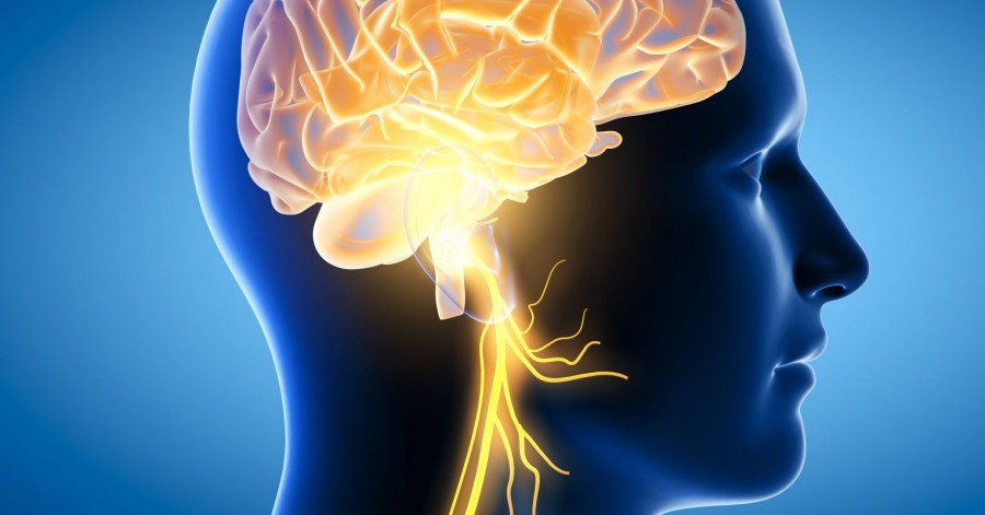 عصب واگ: کنترل کننده عملکرد اندام های مختلف