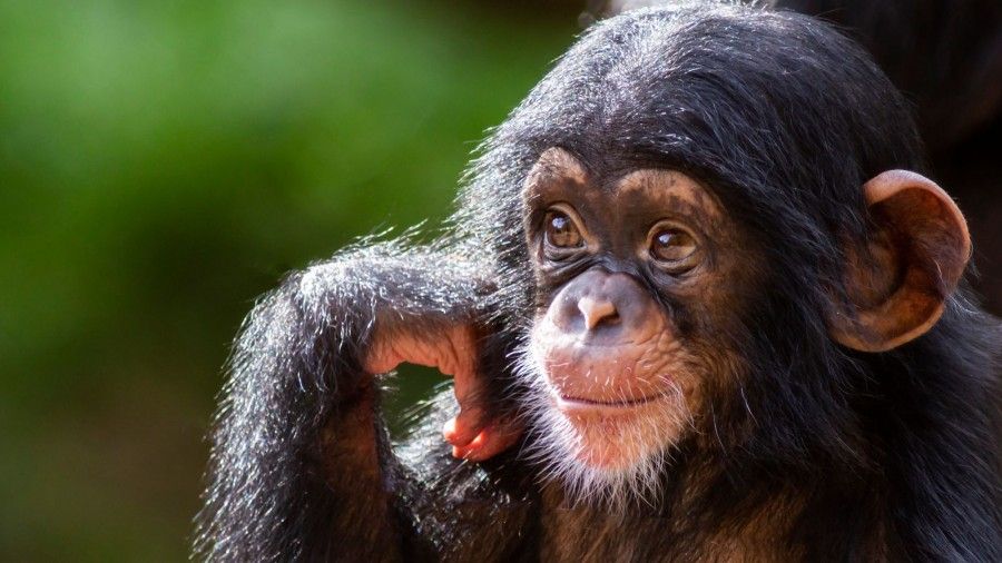 نابغه‌های حیات وحش: شگفتی‌های هوش و استعداد در دنیای حیوانات