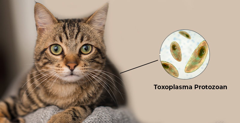 توکسوپلاسموز: بیماری که می‌تواند پیامدهای جدی داشته باشد