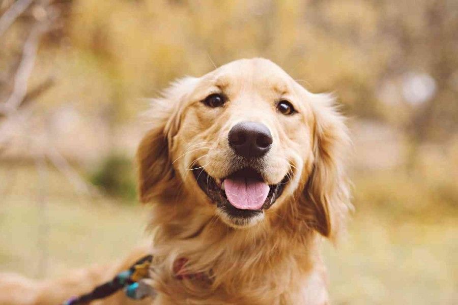 اهمیت عقیم سازی سگ ها: نکات مهم درباره سگ عقیم شده