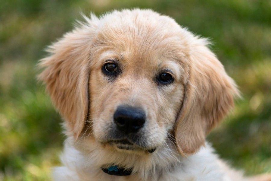 اهمیت عقیم سازی سگ ها: نکات مهم درباره سگ عقیم شده