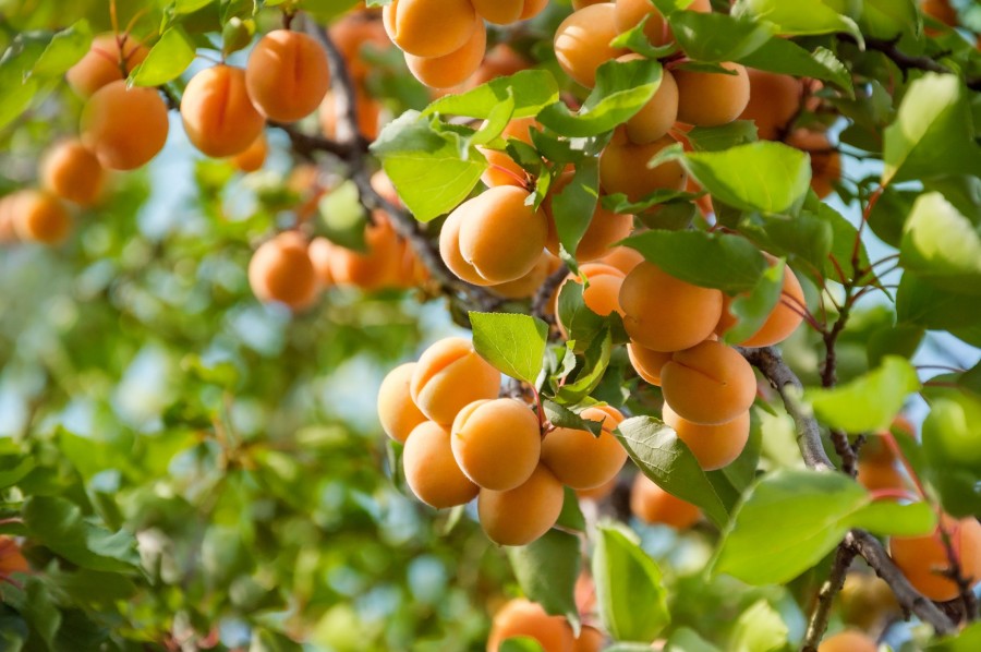 خوردن زردآلو برای چه افرادی ممنوع است؟ 