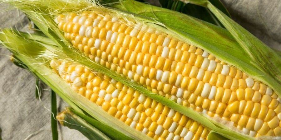 مزایای بی نظیر ذرت برای جلوگیری از هموروئید
