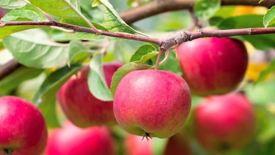 با این مواد غذایی سرعت کاهش وزن خود را چند برابر کنید
