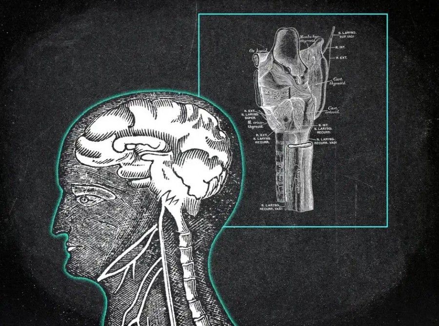 رابطه متقابل عصب واگ و ذهن: چگونه این دو بر یکدیگر تأثیر میگذارند؟