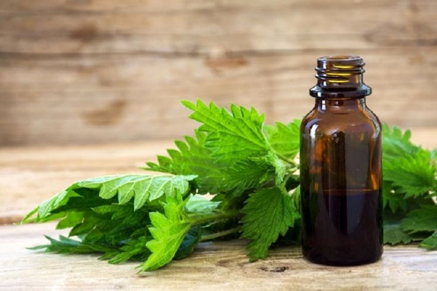 گزنه: گیاهی با ۱۶ خاصیت شگفت انگیز و سرشار از ویتامین D
