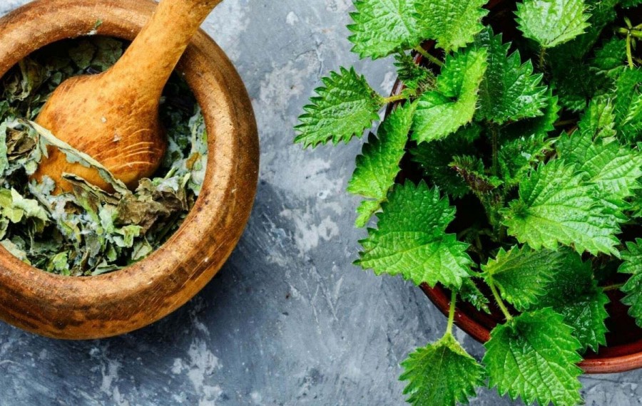 گزنه: گیاهی با ۱۶ خاصیت شگفت انگیز و سرشار از ویتامین D