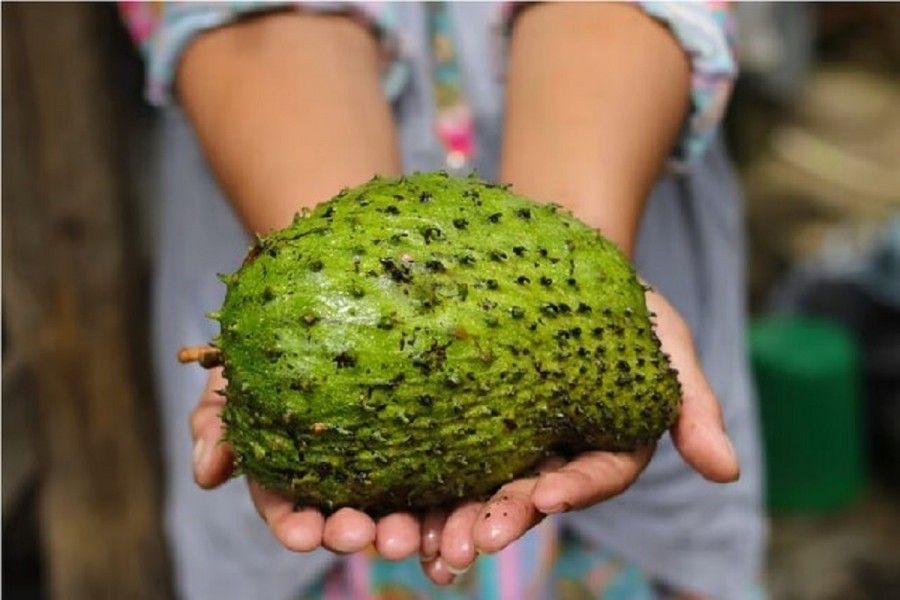 میوه ای شگفت انگیز با خواص ضدسرطانی که اخیرا محبوب شده است