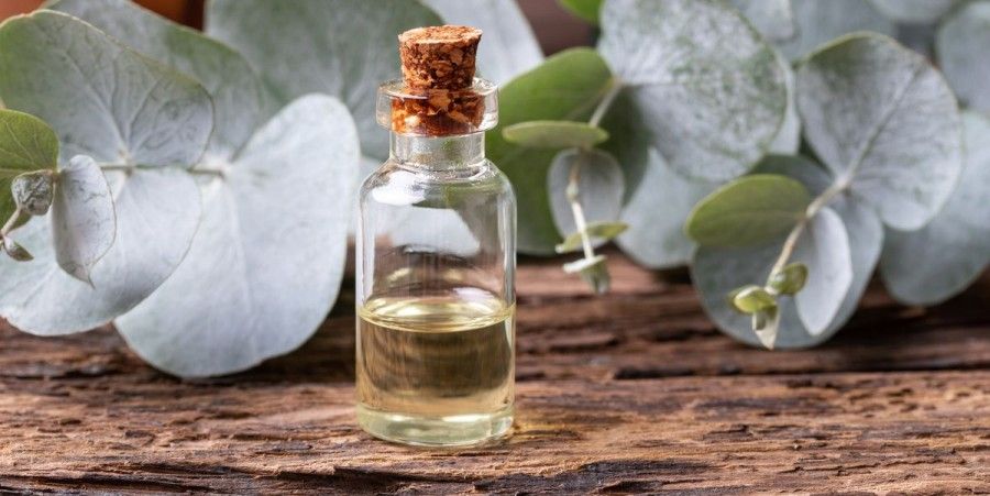 بهبود مشکلات تنفسی با روغن اکالیپتوس: درمانی طبیعی برای سرفه، گرفتگی بینی و تنگی نفس
