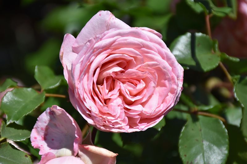 گل رز پیوندی سان‌بلت ساوانا (Sunbelt Savannah Hybrid Tea Rose)