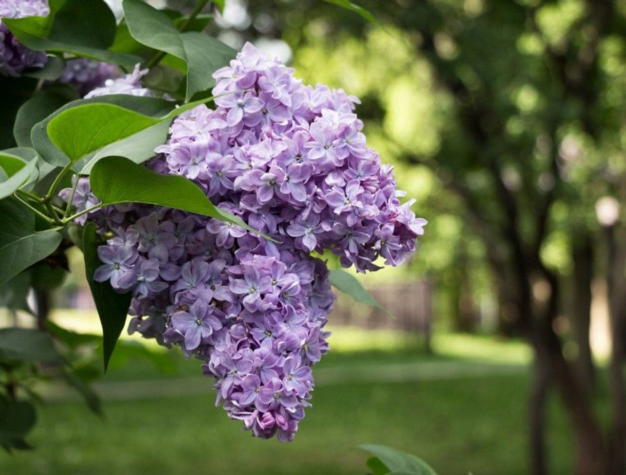 یاس بنفش (Lilac)