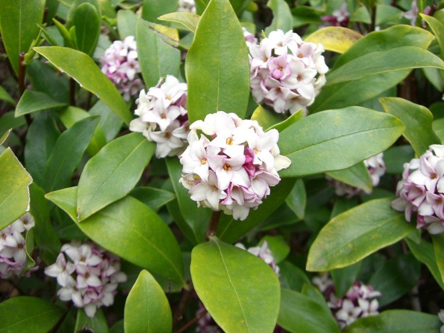 دافنه (Daphne)