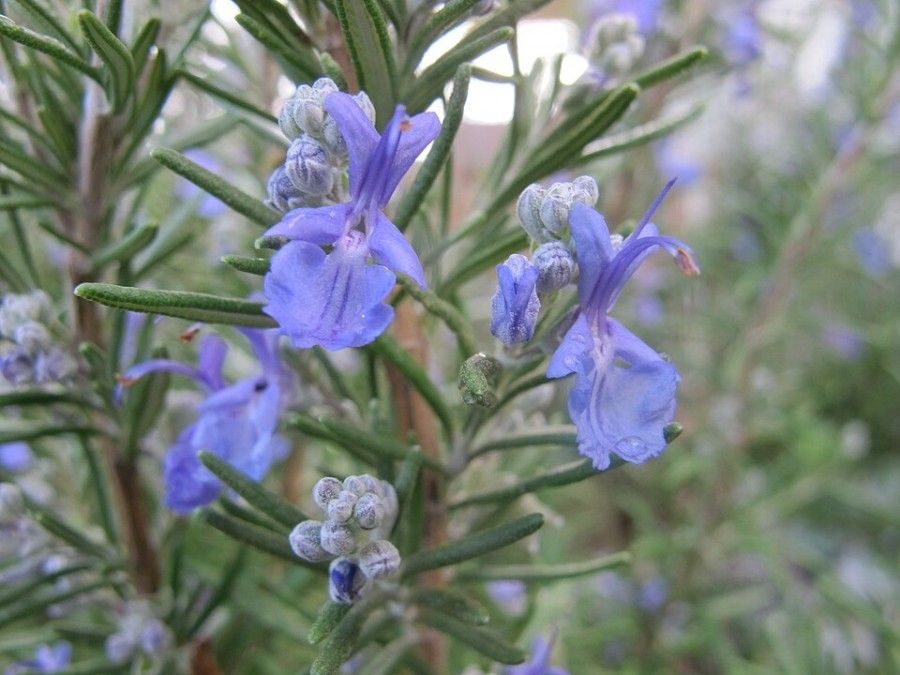 رزماری (Rosemary)