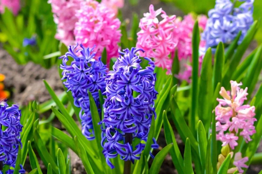 سنبل (Hyacinth)