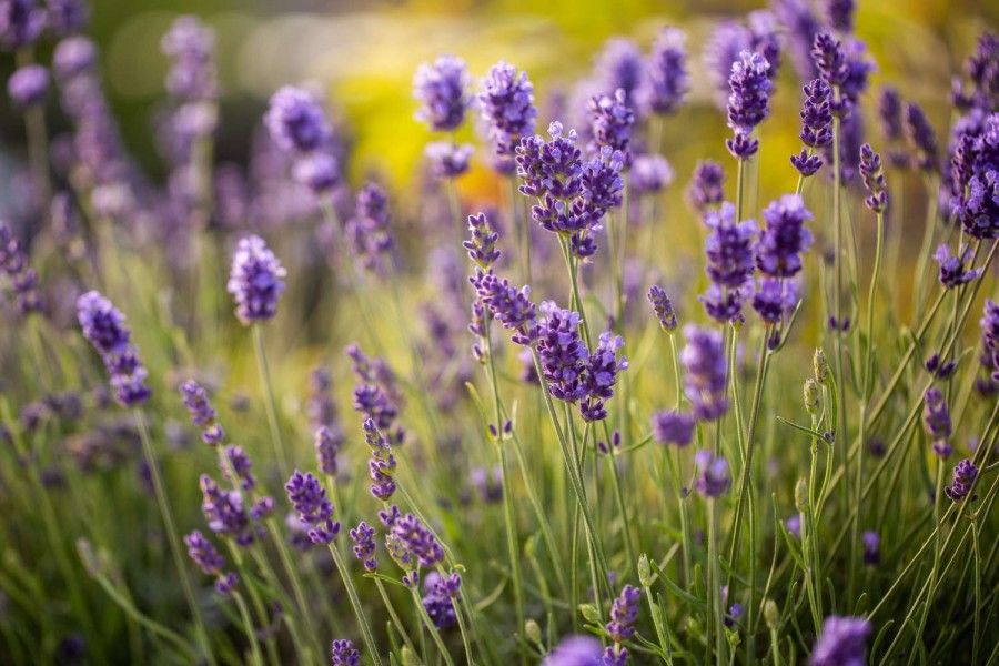 اسطوخودوس انگلیسی (English Lavender)