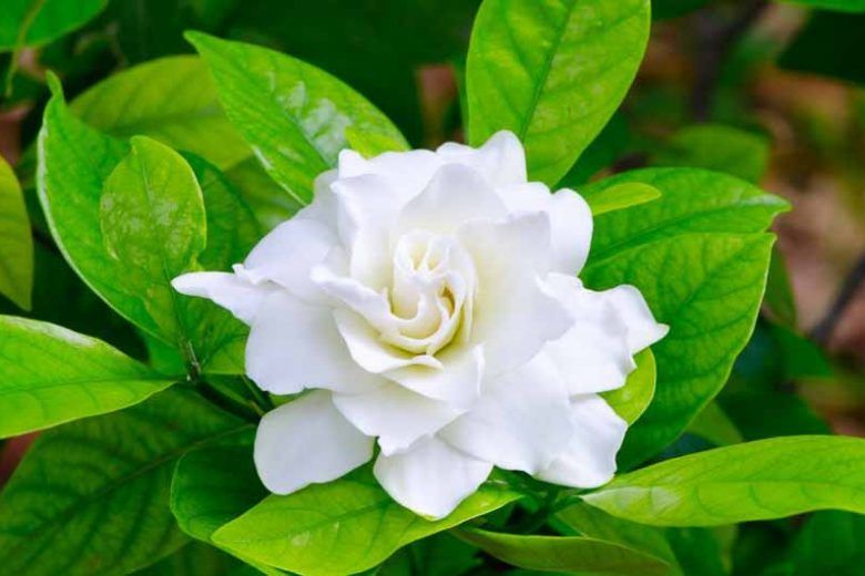 درخت یاس گاردنیا با گل‌دهی مضاعف (Double Blooming Gardenia Tree)
