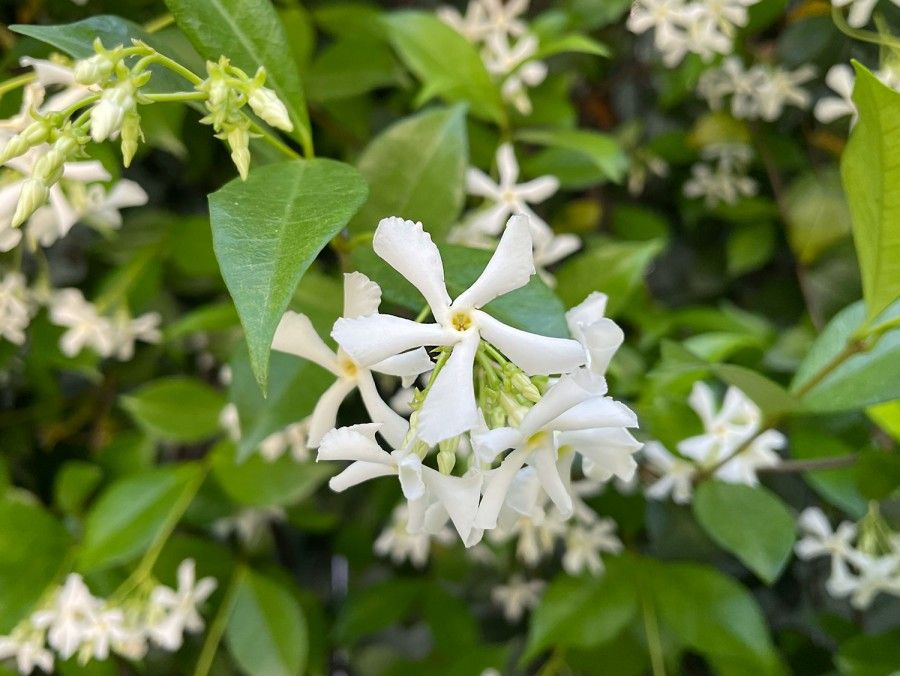 یاس ستاره‌ای (Star Jasmine)