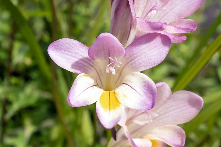 گل فریزیا (Freesia Flowers)