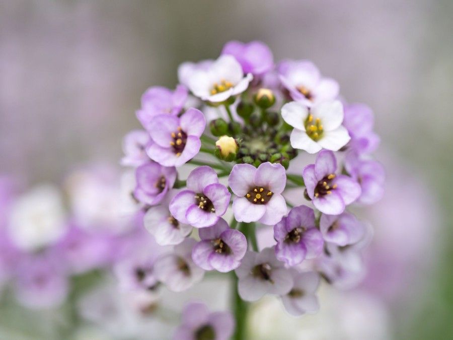 گل آلیسوم شیرین یا «عسل» (Sweet Alyssum)