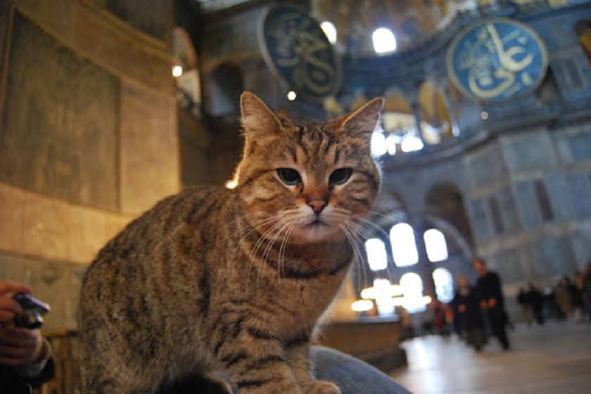 گربه مشهور مسجد ایاصوفیه