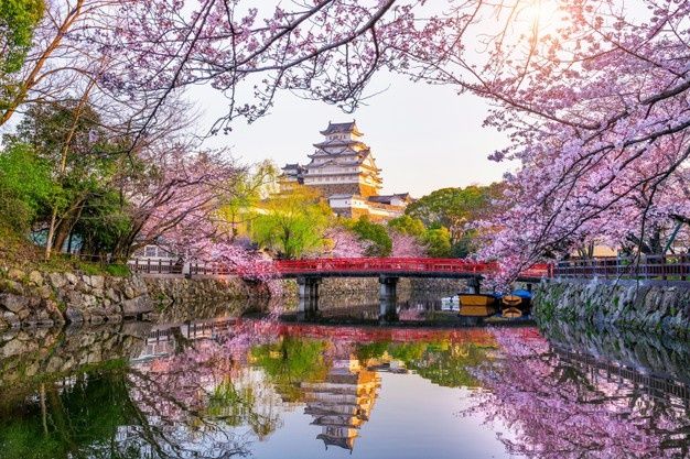 فصل شکوفه های هوش ربای گیلاس در ژاپن