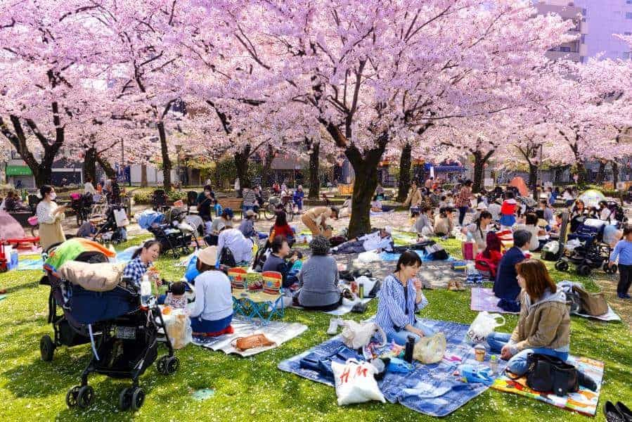 جشن ملی شکوفه های گیلاس در ژاپن