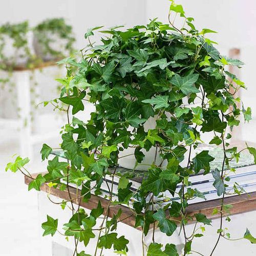 دو پیشنهاد عالی برای حل مشکل نور کم برای گیاهان آپارتمانی