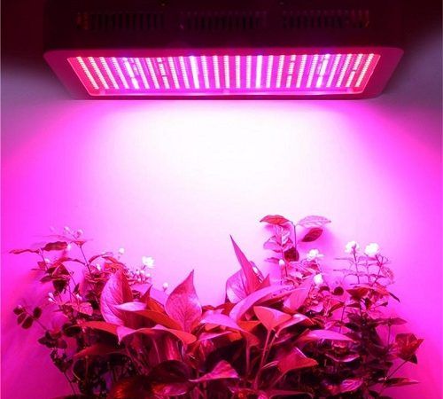 گیاهان آپارتمانی و راه حل مشکل محیط کم نور برای رشد این گیاهان
