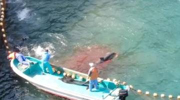 حقیقت خونین پشت شکار دلفین در ژاپن