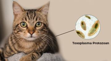 توکسوپلاسموز: بیماری که می‌تواند پیامدهای جدی داشته باشد
